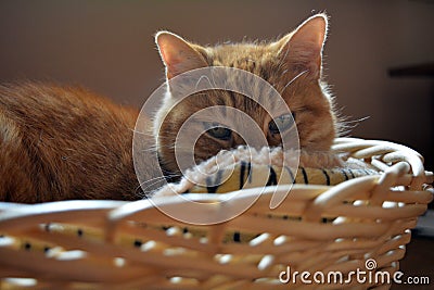 Cat staring at me from his basket Stock Photo