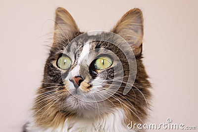 Cat staring with wide opened eyes Stock Photo