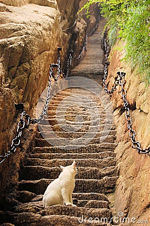 Cat at steep stairs of holy Mount Hua Shan, China Stock Photo