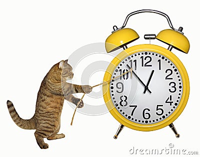 Cat stopped the yellow clock Stock Photo