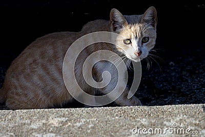 Cat. Stray cat walking through the streets of Cercedilla, in Madrid. Animal. Feline. Domestic animal Stock Photo