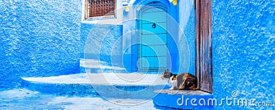 Cat on the street in blue town Chefchaouen, Morocco Stock Photo