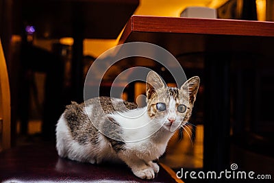 The cat on the street chair homeless mongrel tricolor blind one eye. He looks in the frame. Mystic Stock Photo