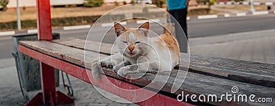 Cat on street, multicolored furry cat on street Stock Photo