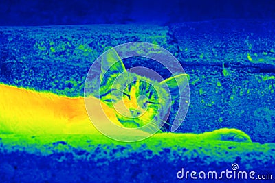 Cat on the street by thermal camera Stock Photo