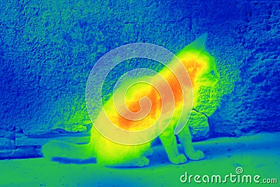 Cat on the street by thermal camera Stock Photo