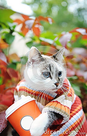 Cat in striped sweater with paper cup of coffee takeaway in autumn park on the background of motley foliage Stock Photo