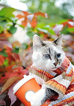 Cat in striped sweater with paper cup of coffee takeaway in autumn park on the background of motley foliage Stock Photo