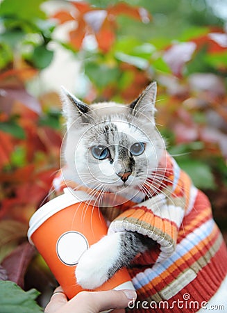 Cat in striped sweater with paper cup of coffee takeaway in autumn park on the background of motley foliage Stock Photo