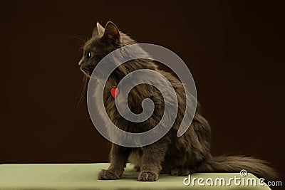 Fluffy brown cat sits on the table with red heart-shaped badge, studio Stock Photo