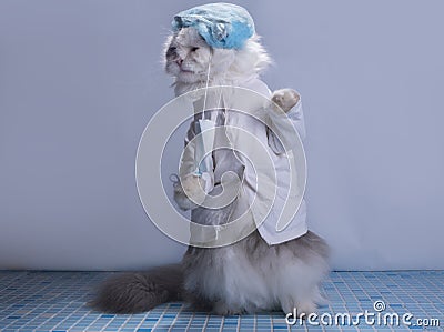 Cat suit surgeon preparing for surgery Stock Photo