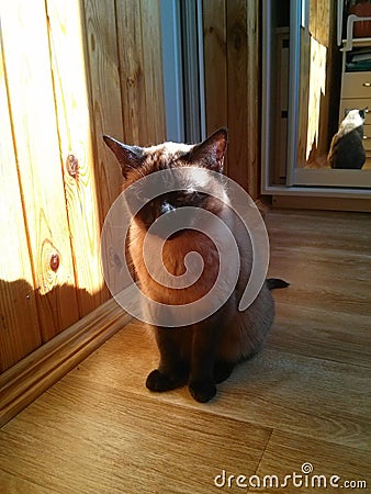 Cat in the sun relaxing Stock Photo