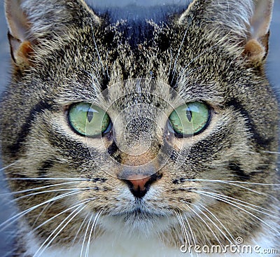 Cat, Tabby, extreme full-face closeup Stock Photo