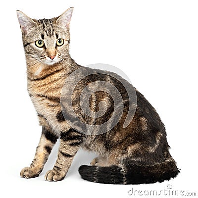 Cat tabby sitting isolated on white background. Stock Photo