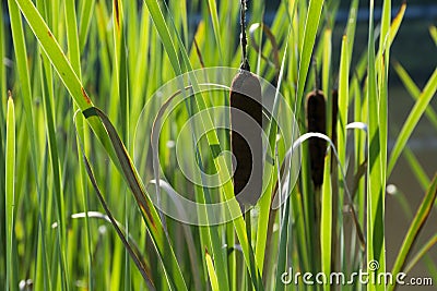 Cat Tails and reeds backlit Stock Photo