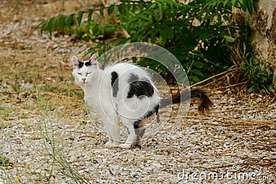 cat taking a dump crap shit poop shitting cat , Beautiful digital image , Beautiful digital image Stock Photo