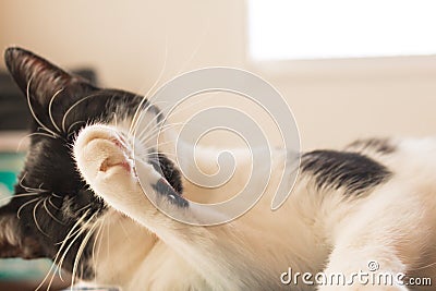 Cat taking a hygienic tongue bath Stock Photo