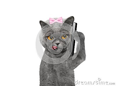 Cat is talking over the mobile -- on white Stock Photo