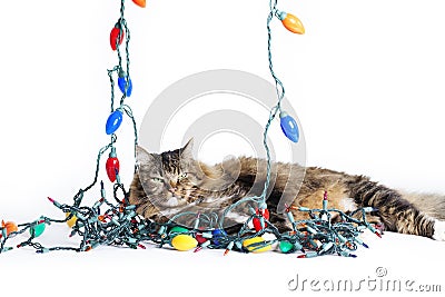 Cat Tangled Christmas Lights Stock Photo