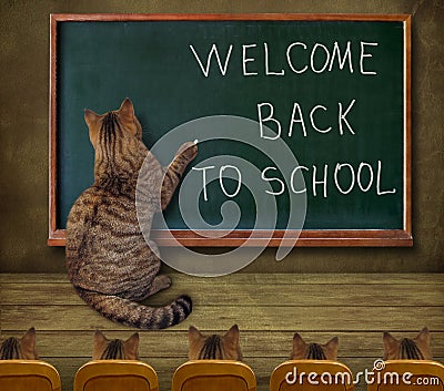 Cat teacher at blackboard 1 Stock Photo