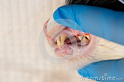 Cat teeth after scalling close-up at the veterinary clinic Stock Photo