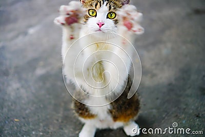 Cat thai,Thai Eye-Yellow Cat White body with tiger Stock Photo