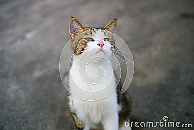 Cat thai ,Thai Eye-Yellow Cat White body with tiger Stock Photo
