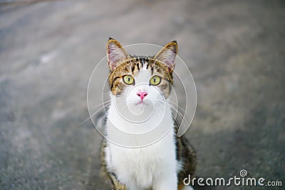 Cat thai ,Thai Eye-Yellow Cat White body with tiger Stock Photo
