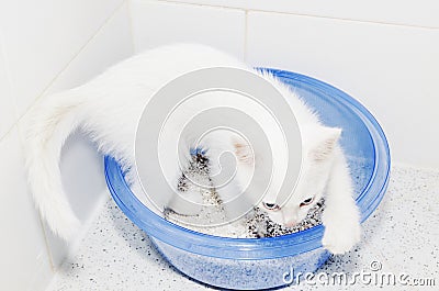 Cat Toilet White Kitten Cuteness Stock Photo