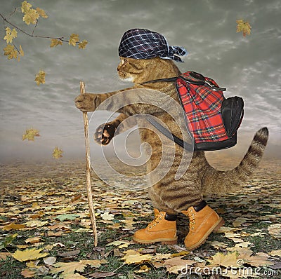 Cat tourist in park Stock Photo