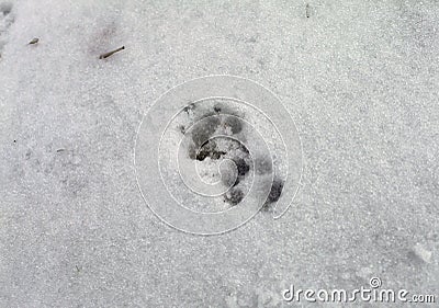 Cat Tracks Stock Photo