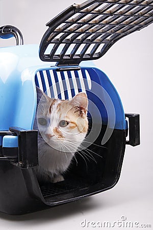 Cat in transport box Stock Photo