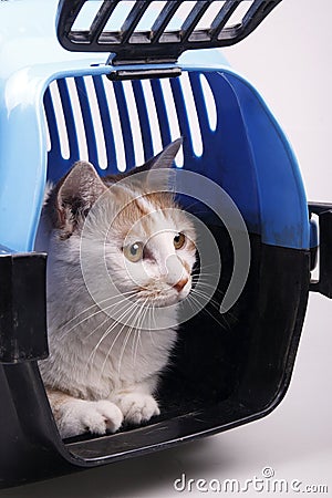 Cat in transport box Stock Photo