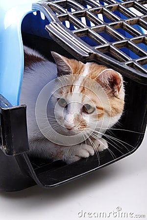 Cat in transport box Stock Photo