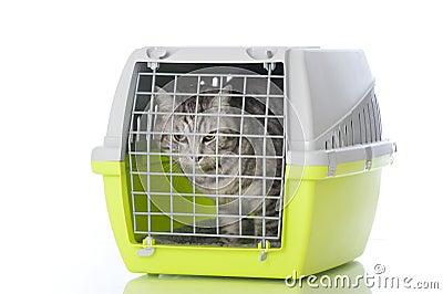 Cat with transport box Stock Photo