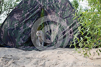 cat traveler looks out of the tent. Stock Photo