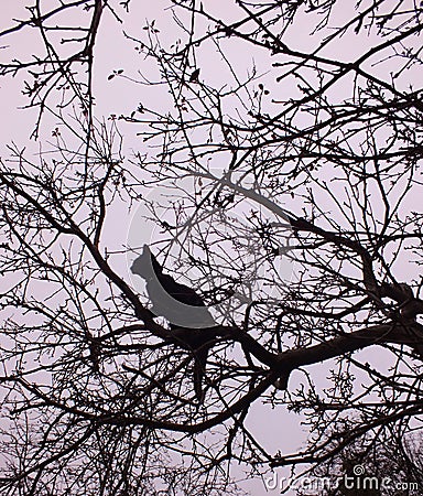 Cat in a tree Stock Photo