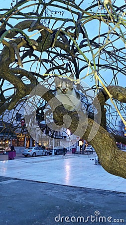 Cat on a Tree Stock Photo