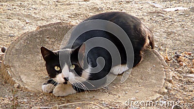 Cat on treestump Stock Photo