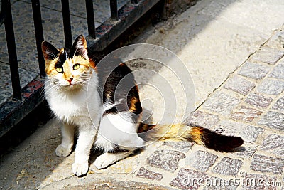 A cat tricolor sits on the street. Israel Stock Photo