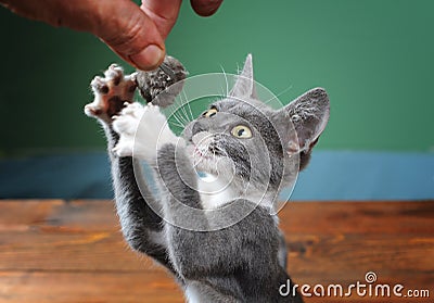 Cat tries to catch plush mouse Stock Photo