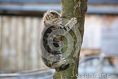 Cat trying to climb a tree Stock Photo