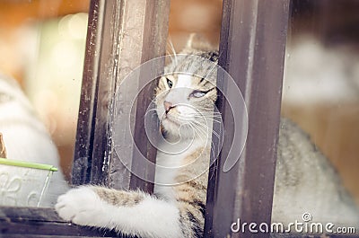 Cat trying to escape Stock Photo