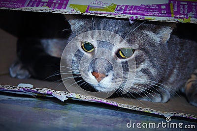 cat tucked inside a box Stock Photo