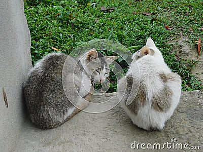 Cat. two cat sitting on stone floor Stock Photo