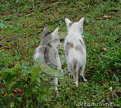 Cat. two cat hunting on grass Stock Photo