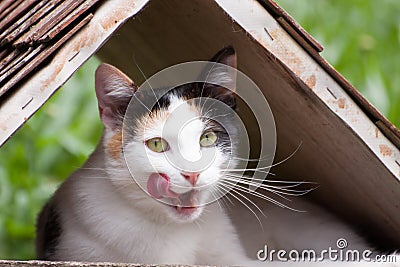 A cat under cover. Stock Photo