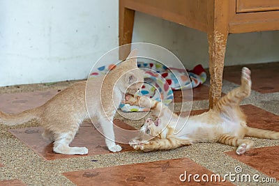 Cat upside down Stock Photo