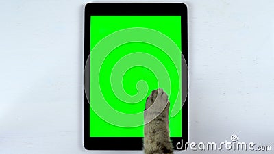 The cat uses a tablet. Close-up of cat`s paw typing on the tablet. Tablet with a green background. Stock Photo