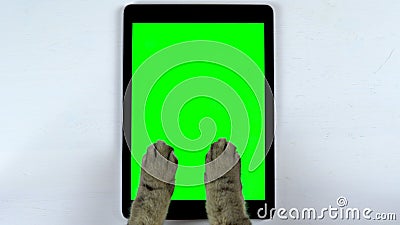 The cat uses a tablet. Close-up of cat`s paws typing on the tablet. Tablet with a green background. Stock Photo